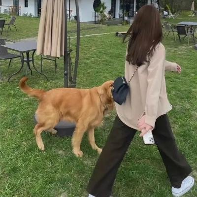 小猫虎子
